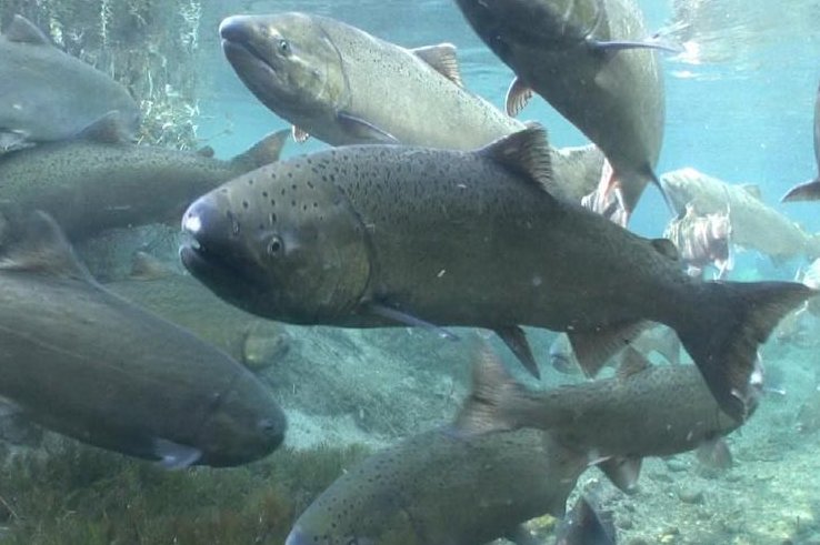fishing-for-chinook-salmon-has-been-suspended-off-the-shores-of-oregon-and-california